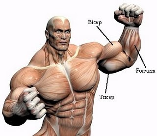 arm_muscles.jpg