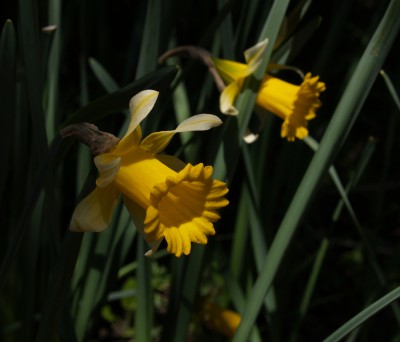 Påskelilje_Narcissus_pseudonarcissus.jpg