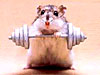 Brugeravatar