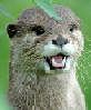 Brugeravatar