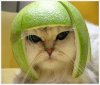 Brugeravatar