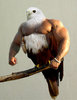 Brugeravatar