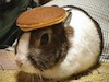 Brugeravatar