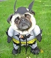 Brugeravatar