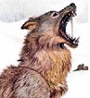 Brugeravatar