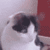 Brugeravatar