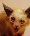Brugeravatar