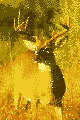 Brugeravatar