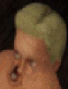 Brugeravatar