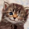 Brugeravatar