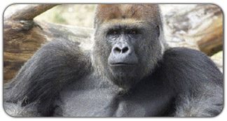 1611-gorillastortemp_billede_dy.jpg