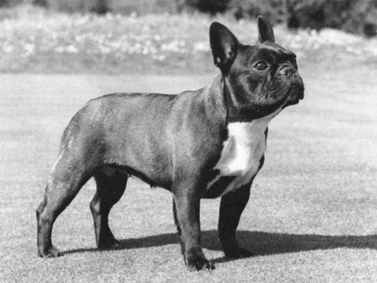 3008-french bulldog.jpg