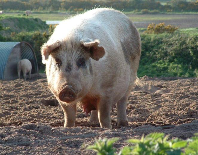 9728-hrdgainpig.jpg