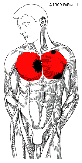 5634-PectoralisSternal123.GIF