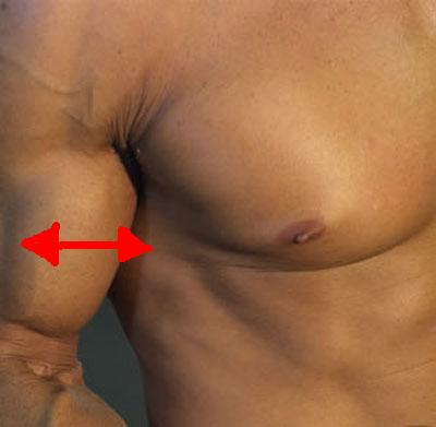4731-biceps.jpg