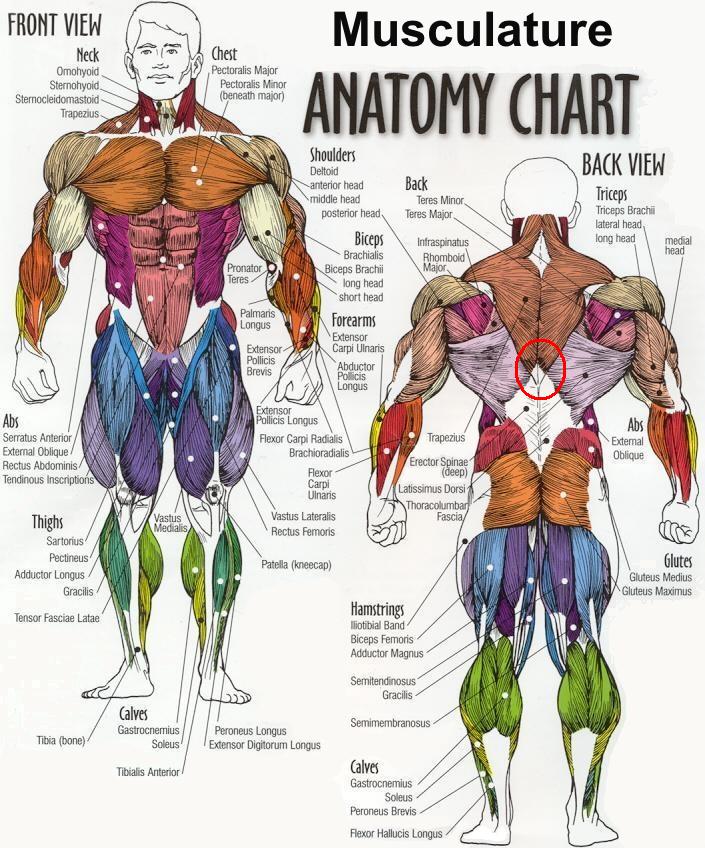 6613-ecorche_contemp_chart_lg.jpg