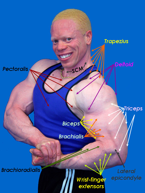 5189-Arm_MusclesSurface_0_102_204.jpg