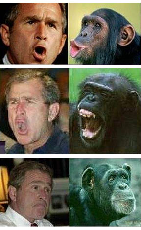 2719-bush_monkey.jpg