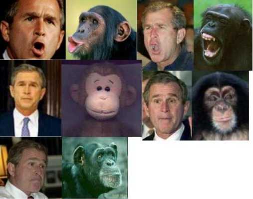 7269-bush-monkey.jpg