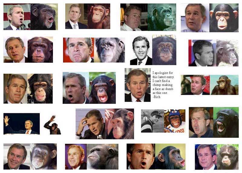 8377-bush_chimps2.jpg