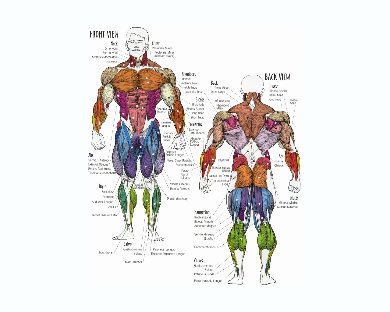 9024-anatomy2.jpg