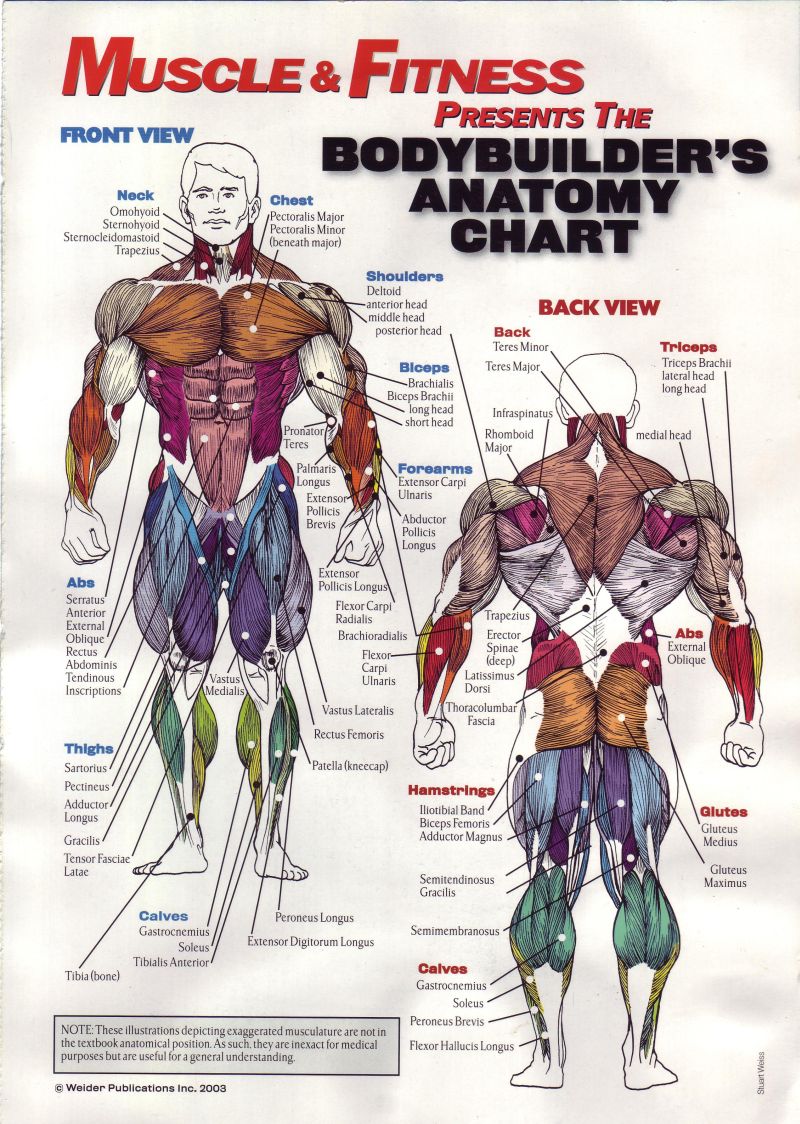 7290-AnatomyChart.jpg