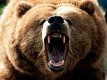 9055-grizzly.jpg