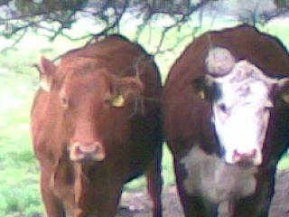 9442-budcow.jpg