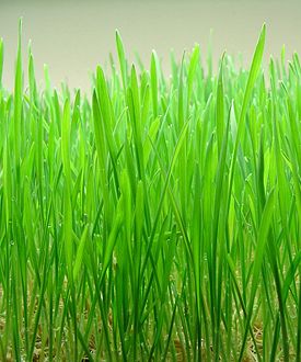 2577-Wheatgrass.jpg