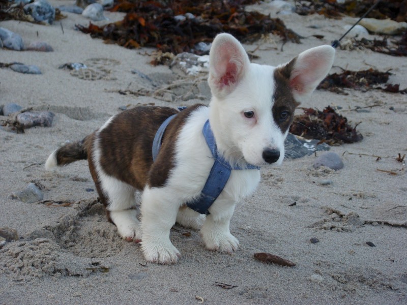 7341-corgi.jpg