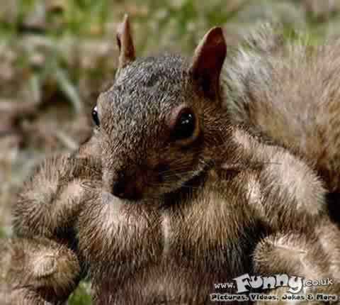 9203-squirrel.jpg