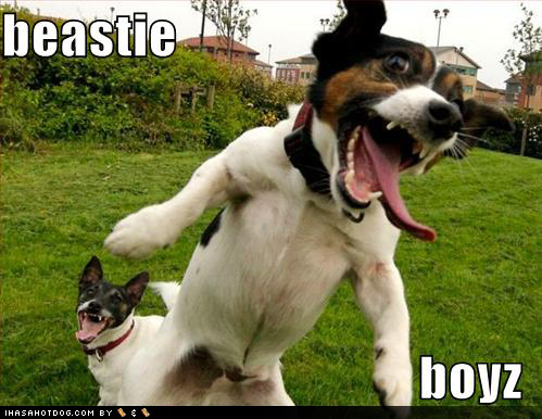 4662-funny-dog-pictures-beastie-boys.jpg