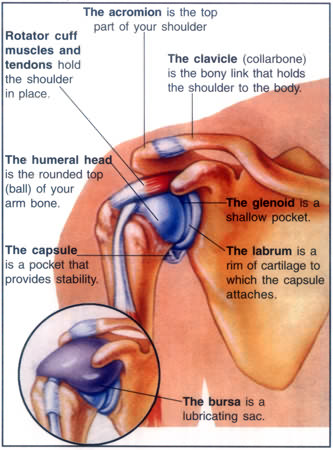 7222-shoulder1.jpg