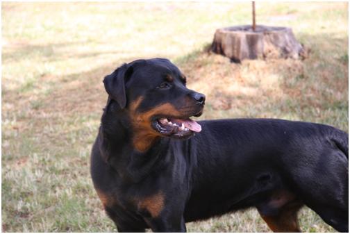 5838-bb.dk hunden.jpg