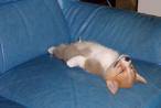 5918-corgi sleeping.jpg