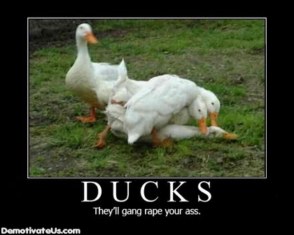4111-a414e-ducks_demotivational_poster.jpg