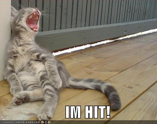 7943-funny-pictures-your-cat-is-hit.jpg