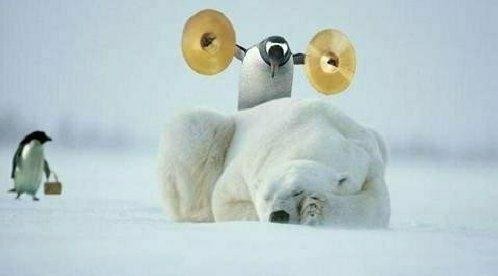 6550-1121584.1151011506140.Polar_Bear.jpg