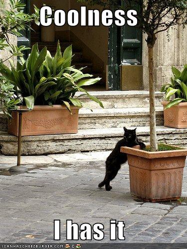 9625-funny-pictures-coolness-cat-leans.jpg