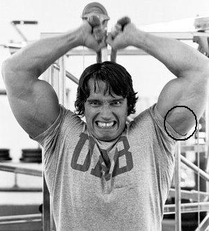 2824-15-arnold-schwarzenegger-triceps-seat.jpg