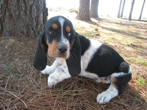 Basset3.jpg