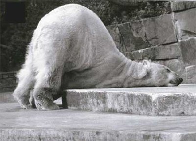lyingbear.jpg