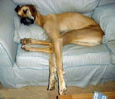 dogoncouch.jpg