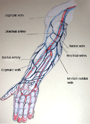 veins_rosser.gif