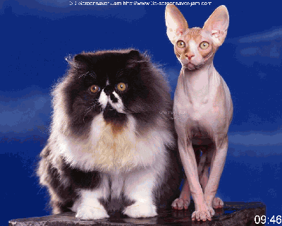 Funny-Animals-Screensaver_2.png