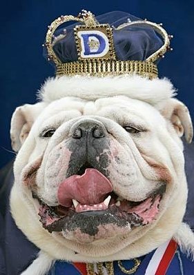 bulldog.jpg