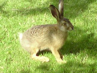 hare.jpg