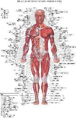 muscular system anterior.jpg