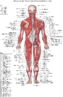 muscular system posterior.jpg