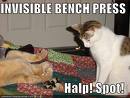 benchpress.jpg